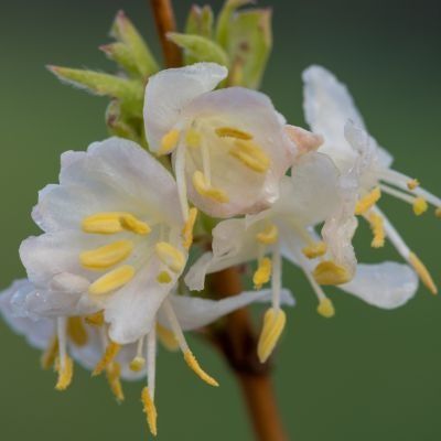 Chèvrefeuille d'hiver - Leaderplant