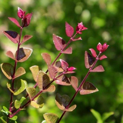 Chèvrefeuille Red Tips - Leaderplant