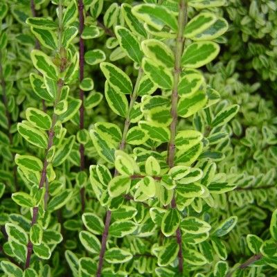 Chèvrefeuille Stone Green - Leaderplant