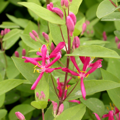 Chèvrefeuille de Tartarie Hack’s Red  - Leaderplant