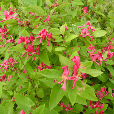 Chèvrefeuille de Tartarie Hack’s Red  - Leaderplant