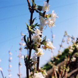 Chèvrefeuille arbustif d'hiver - Leaderplant