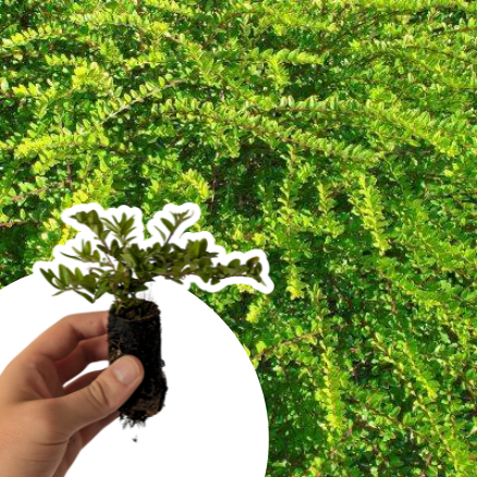 Chèvrefeuille arbustif Maigrun couvre-sol en mini-motte - Leaderplant