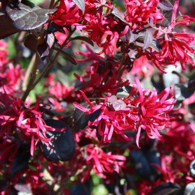 Loropetalum Rose in Black - Leaderplant