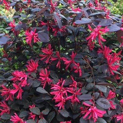 Loropetalum Black Pearl - Leaderplant