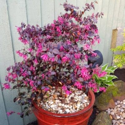 Loropetalum Black Pearl - Leaderplant