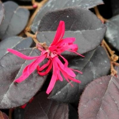 Loropetalum Black Pearl - Leaderplant