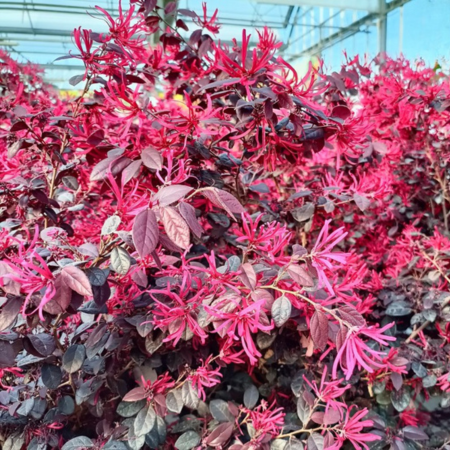 Loropetalum Fire Dance  - Leaderplant