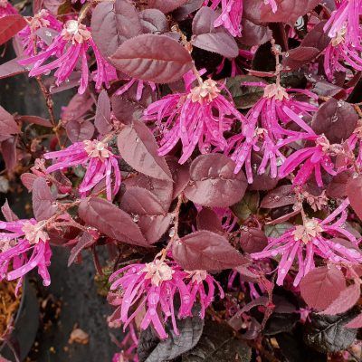 Loropetalum Rose in Black - Leaderplant