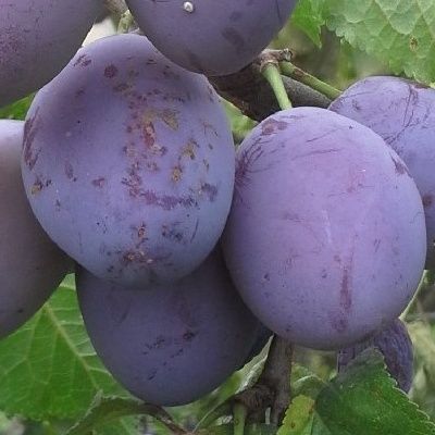 Prunier Belle de Louvain - Leaderplant