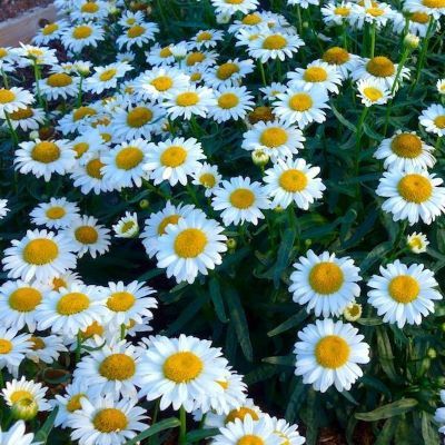 Marguerite Lucille Chic - Leaderplant
