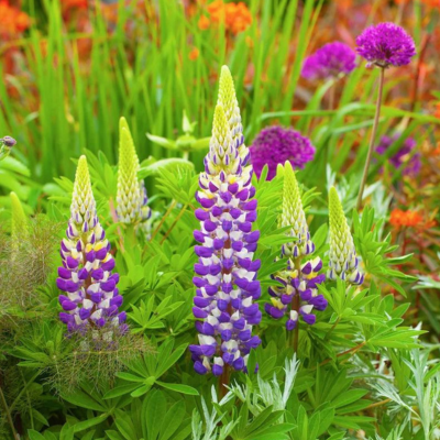 Lupin Lupinova® Cierra - Leaderplant