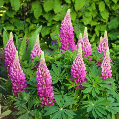 Lupin Lupinova® Cutie - Leaderplant