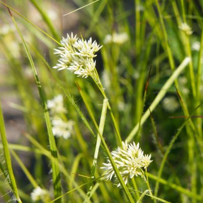 Graminée Luzule blanche - Leaderplant