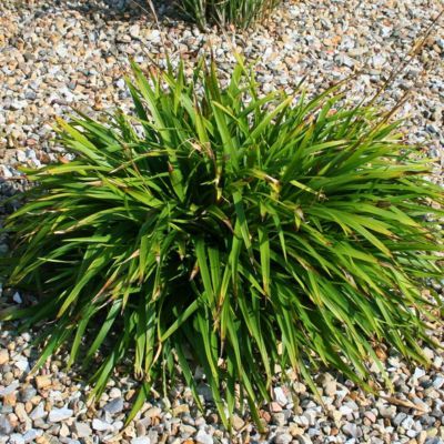 Graminée Luzule des bois - Leaderplant