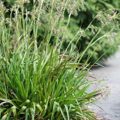 Graminée Luzule des bois - Leaderplant