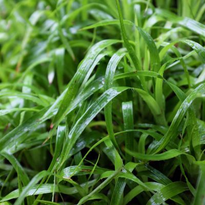 Graminée Luzule des bois - Leaderplant