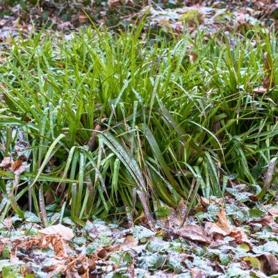 Graminée Luzule des bois - Leaderplant