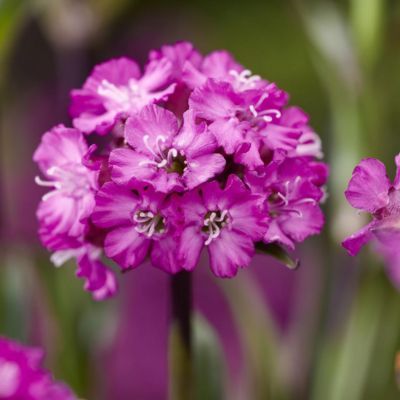 Lychnis  Cherry Bubbles - Leaderplant