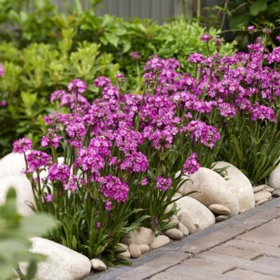 Lychnis  Cherry Bubbles - Leaderplant