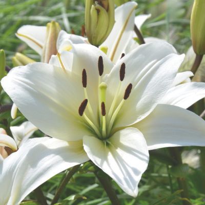 Lys Asiatique Navona (3 Bulbes) - Leaderplant