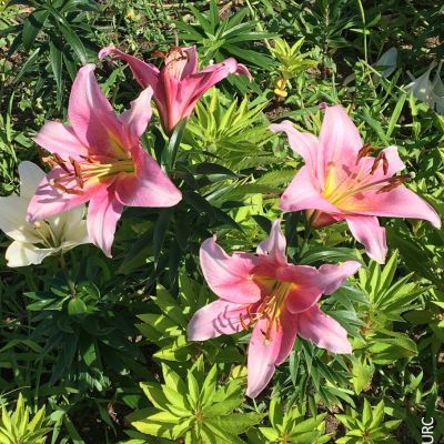 Lys Asiatique Rose (3 Bulbes) - Leaderplant