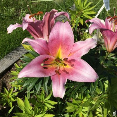 Lys Asiatique Rose (3 Bulbes) - Leaderplant