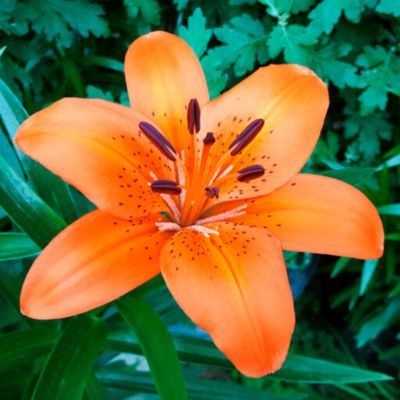 Lys Asiatique Trésor (3 Bulbes) - Leaderplant