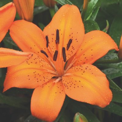 Lys Asiatique Trésor (3 Bulbes) - Leaderplant