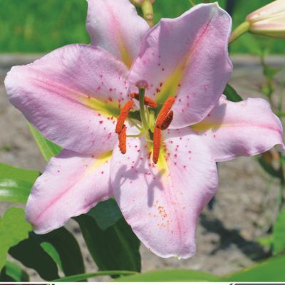 Lys oriental Bergame (3 bulbes) - Leaderplant