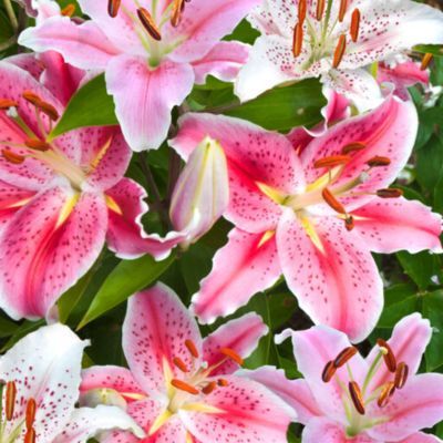 Lys oriental mélange (7 bulbes) - Leaderplant