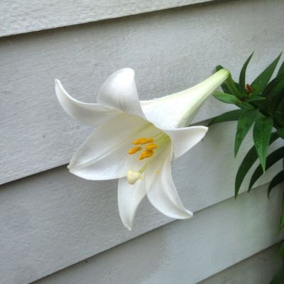 Lys trompette Regale  (3 bulbes) - Leaderplant