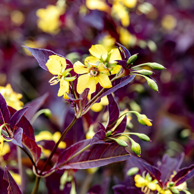 Lysimaque Firecracker  - Leaderplant