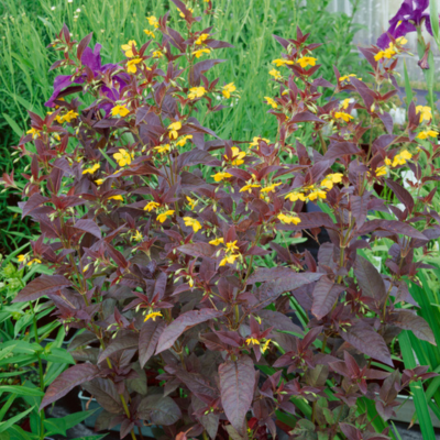 Lysimaque Firecracker  - Leaderplant