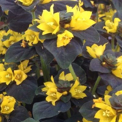 Lysimaque Chocolat - Leaderplant