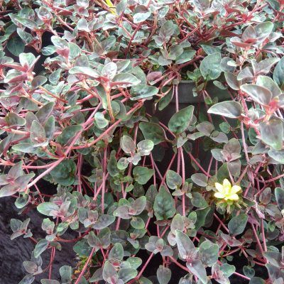 Lysimaque Chocolat - Leaderplant