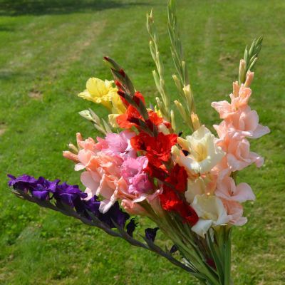 Glaieuls à grandes fleurs en mélange (25 bulbes) - Leaderplant