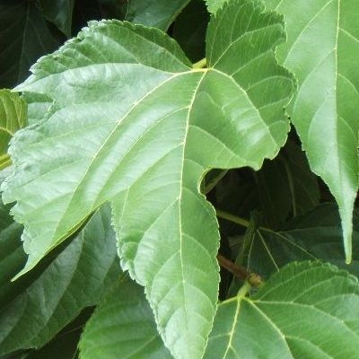 Mûrier blanc stérile - Leaderplant