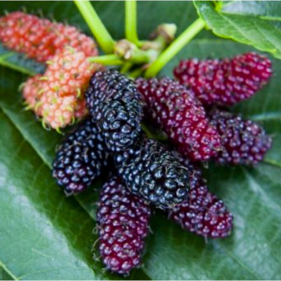 Mûrier de Corée - Leaderplant