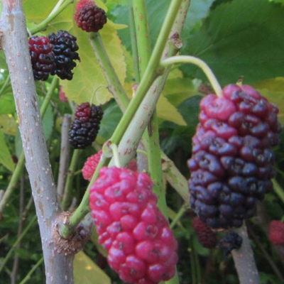 Mûrier à fruits comestibles 'Shin-Tso' - Leaderplant