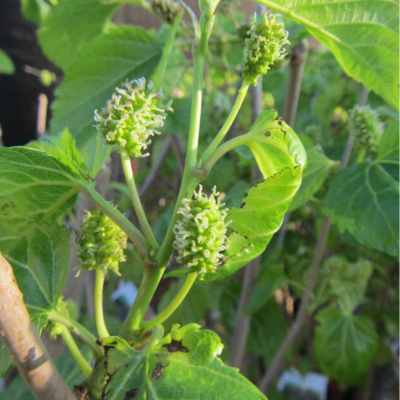 Mûrier à fruits comestibles 'Shin-Tso' - Leaderplant