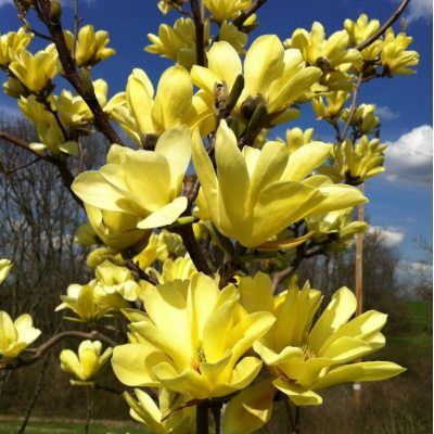 Magnolia Elisabeth - Leaderplant