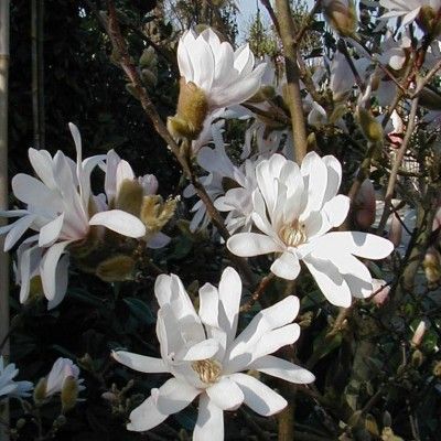 Magnolia étoilé - Leaderplant