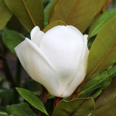 Magnolia persistant Francois Treyves - Leaderplant