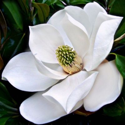 Magnolia persistant Francois Treyves - Leaderplant