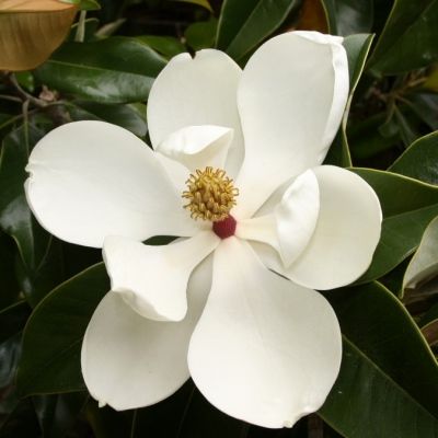 Magnolia persistant Galissoniensis - Leaderplant