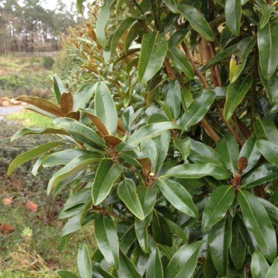 Magnolia persistant Alta ® - Leaderplant