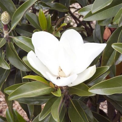 Magnolia persistant Alta ® - Leaderplant