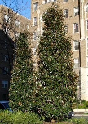 Magnolia persistant Alta ® - Leaderplant