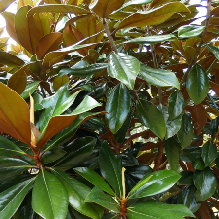 Magnolia persistant Coolwyn Dwarf ®  - Leaderplant